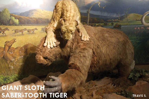 11 Extinct Animals You Didn’t Know Were Iowan: Saber-tooth tiger and giant ground sloth | Iowa DNR